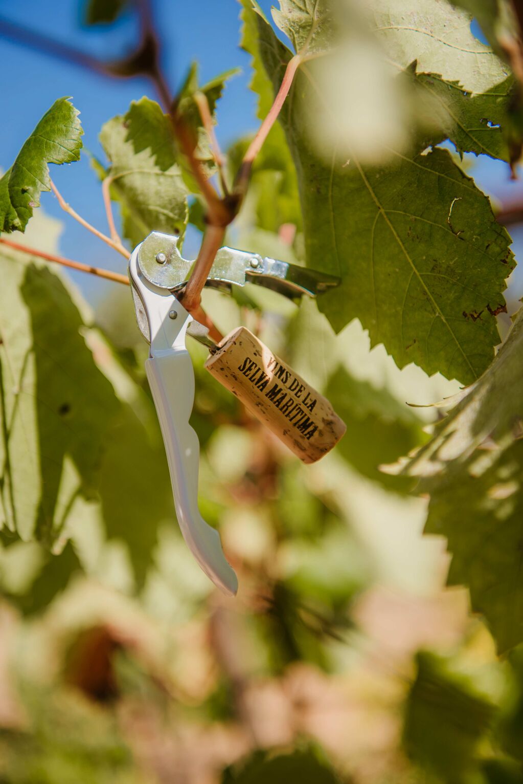 Visita y cata de Vinos al paraje de Sant Pere del Bosc CA/ES